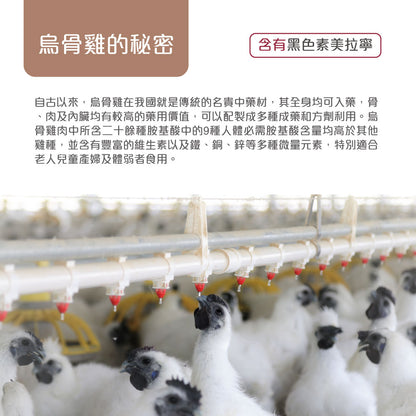 優補達人-元氣烏骨滴雞精(Plus) Chicken Essence